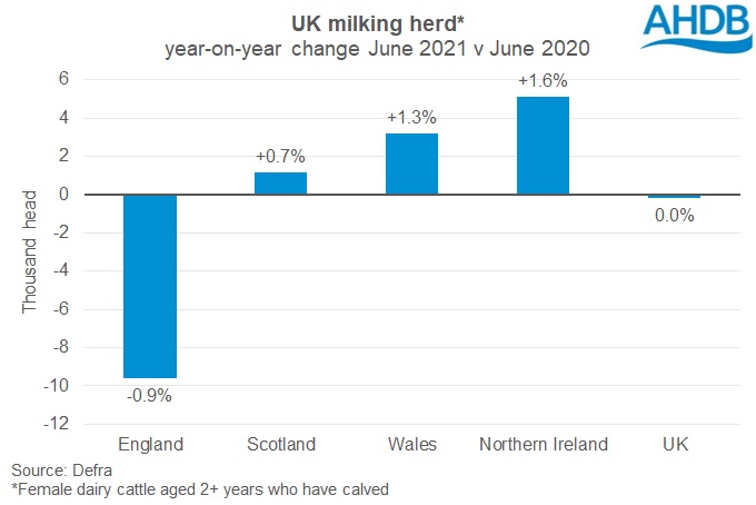 Graph of year on year change in milking herd by UK country